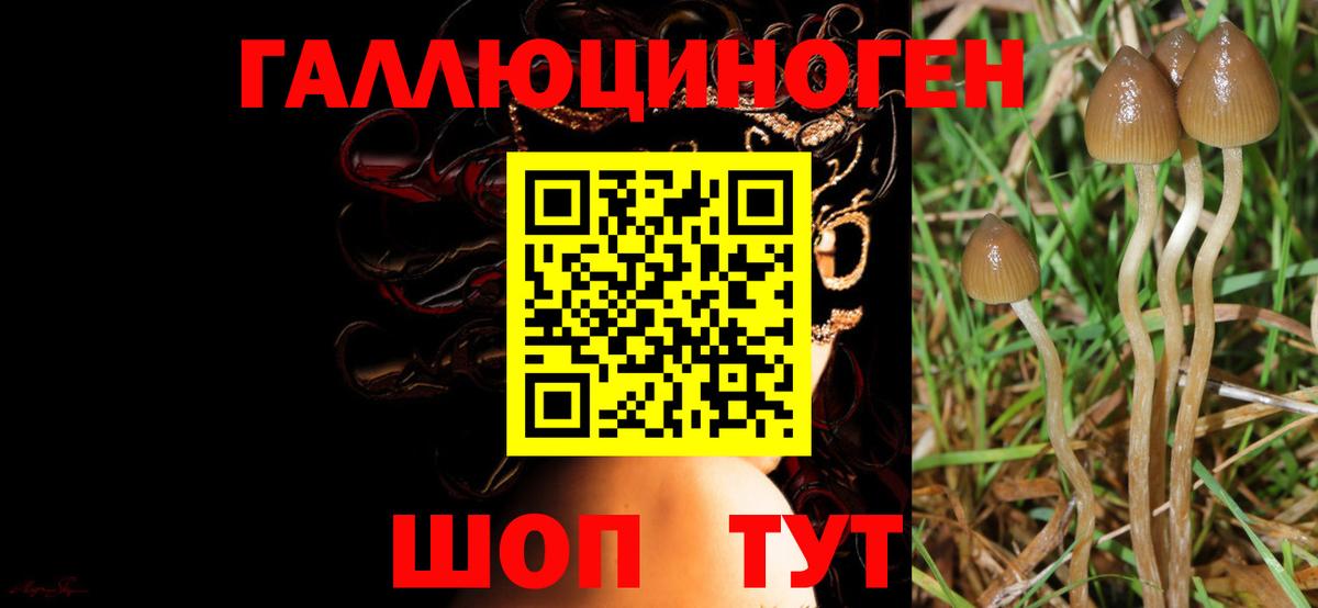 как найти закладки  Галлюциногенные грибы GOLDEN TEACHER  Вход с VPN  Искитим  Псилоцибиновые грибы Magic Shrooms 